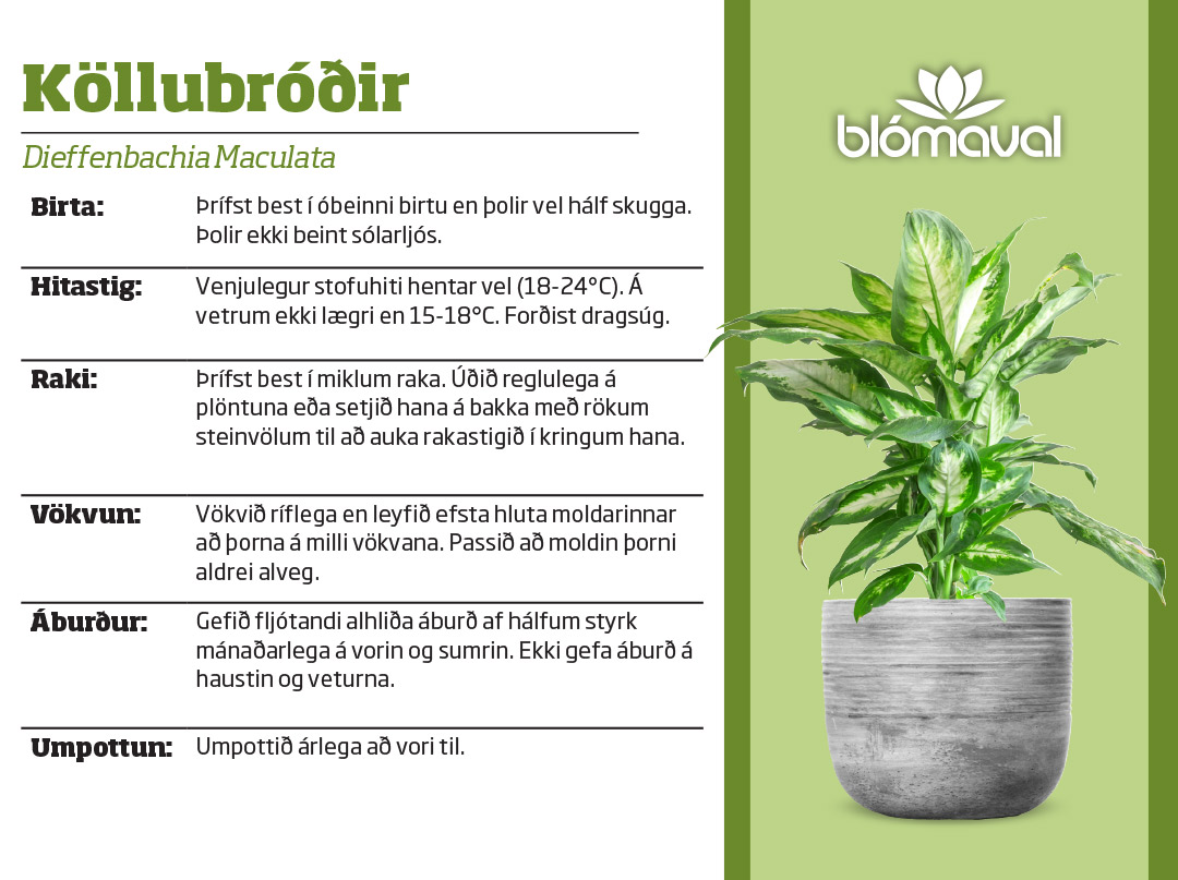 Dieffenbachia Maculata/Köllubróðir í 17cm potti