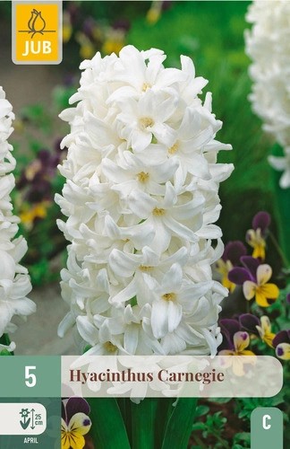 Hyacinthus Carnegie 5stk 15/16