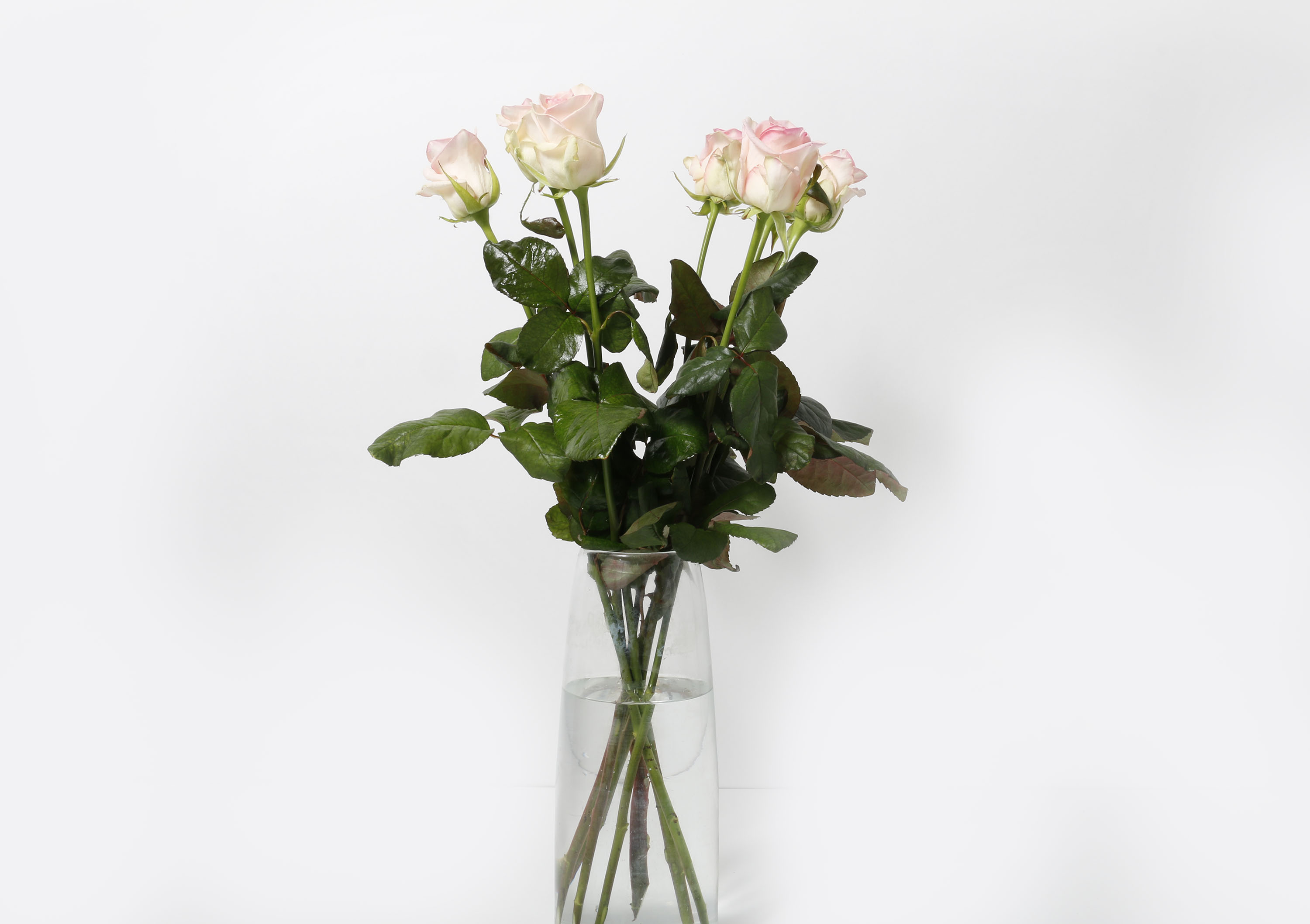 Rósir bleikar 60cm 7stk.