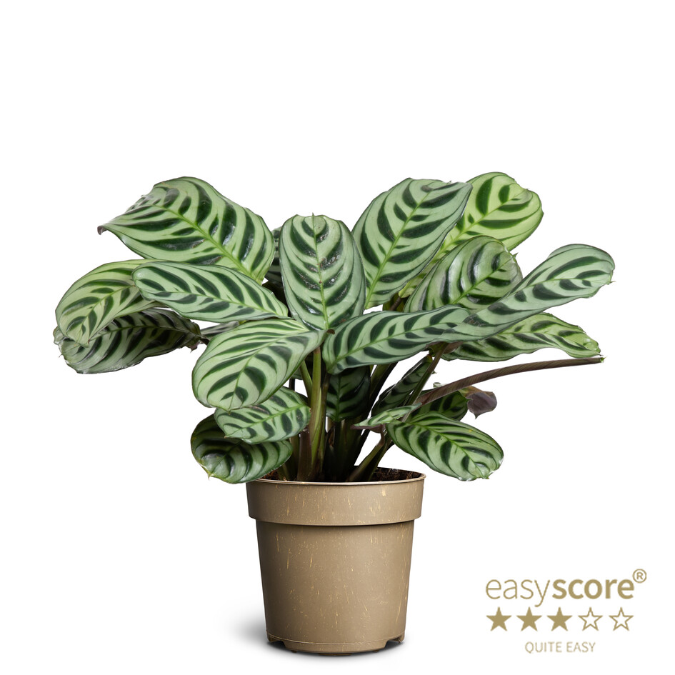 Ctenanthe Burle-Marxii/Álfastilkblað í 11cm potti