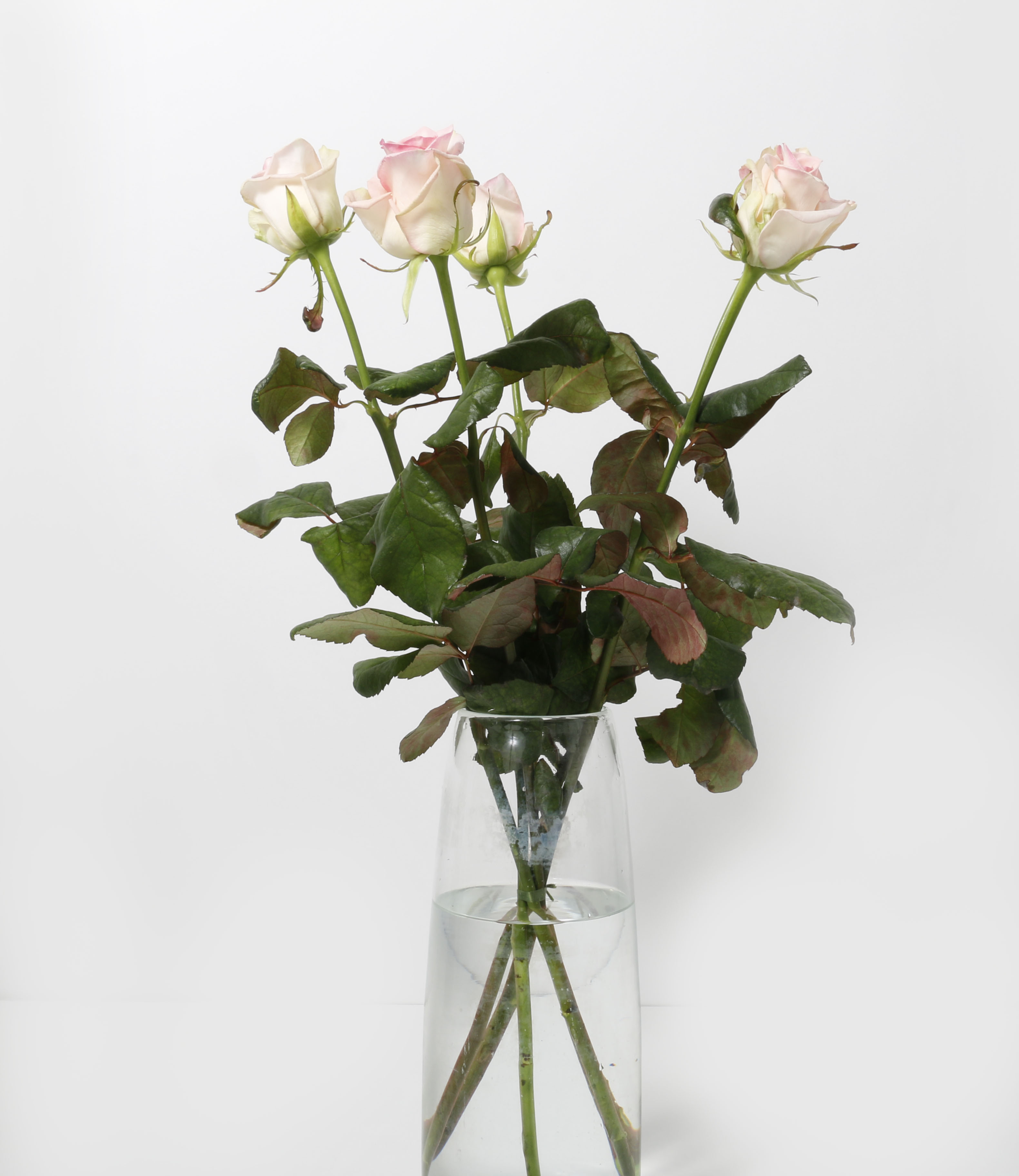 Rósir bleikar 60cm 5stk.