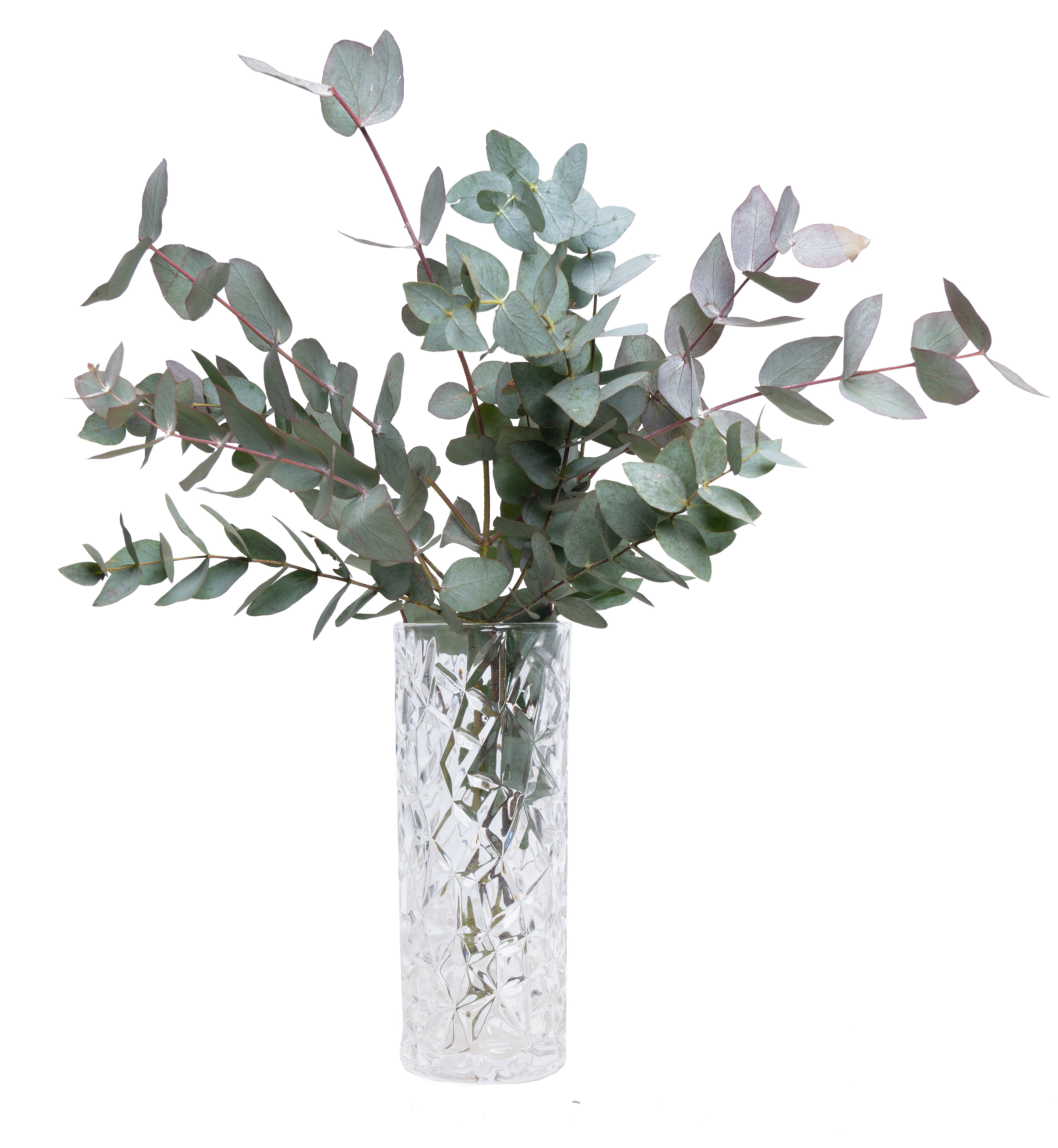 Blóm á betra verði - Eucalyptus