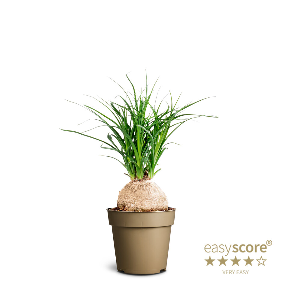 Beaucarnea Recurvata/Fílafótur í 9cm pt.