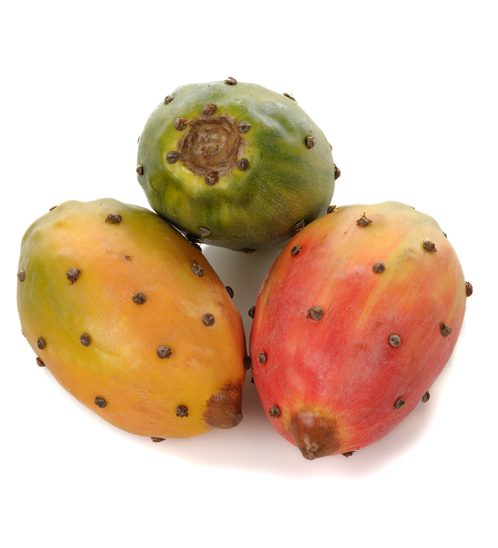 Gervi Kaktusávöxtur 9cm