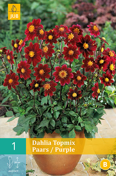 Dahlia Topmix Purple