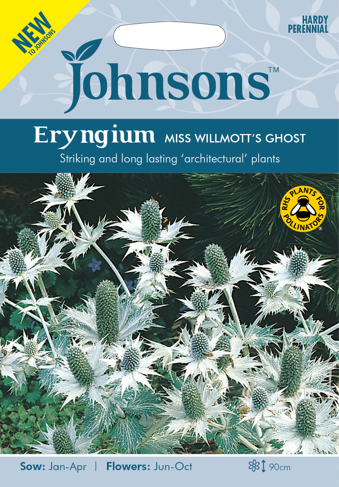 Fræ Eryngium Miss Willmotts