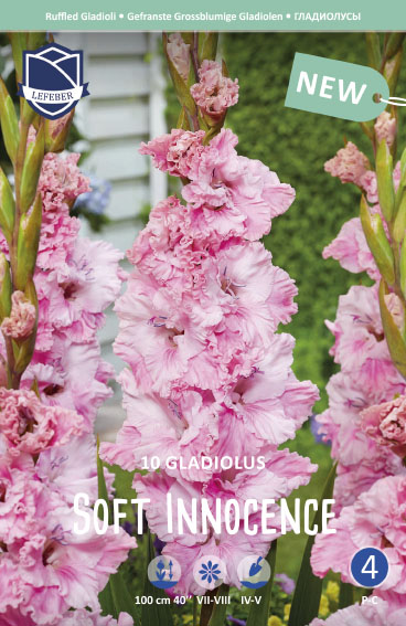 Gladiolus ruffled Soft Innocence 10stk 12/14