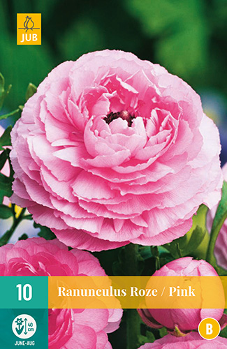 Ranunculus Pink VJ 10stk. 6/7