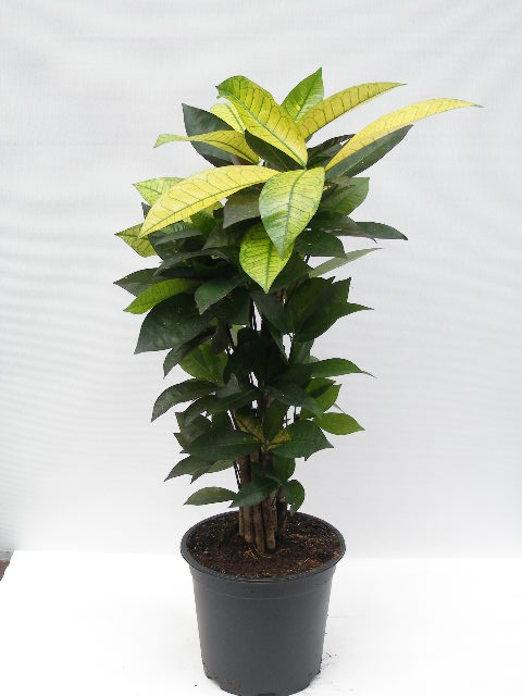 Codiaeum Variegatum/Tígurskrúð Mrs. Iceton í 24cm potti