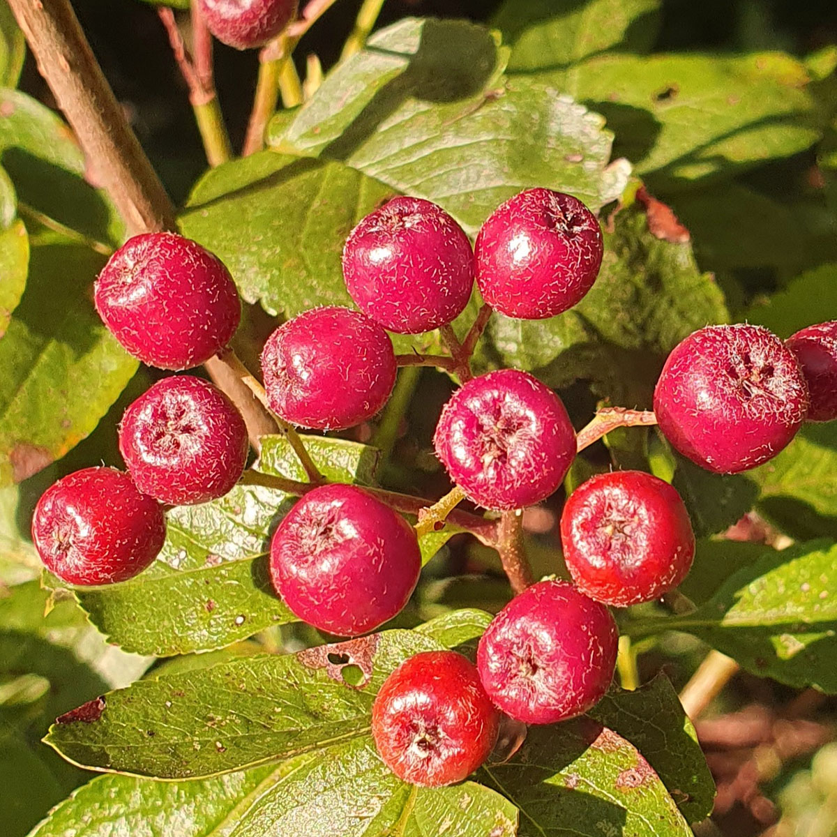 Sorbus Burka í 22cm potti