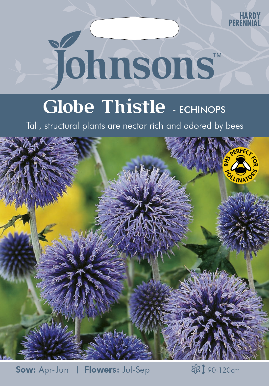 Fræ GlobeThistle - Echinops