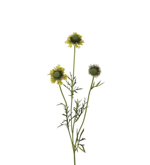 Gervi Scabiosa 64cm græn