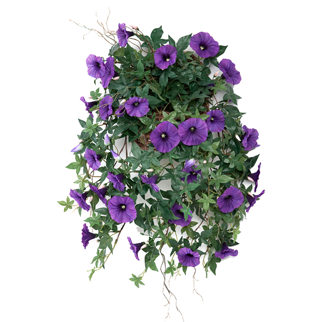 Gervi Ipomoea fjólublá í pt. 60cm