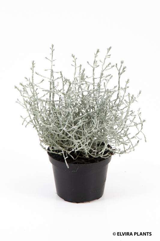 Calocephalus Brownii/Vírkambur