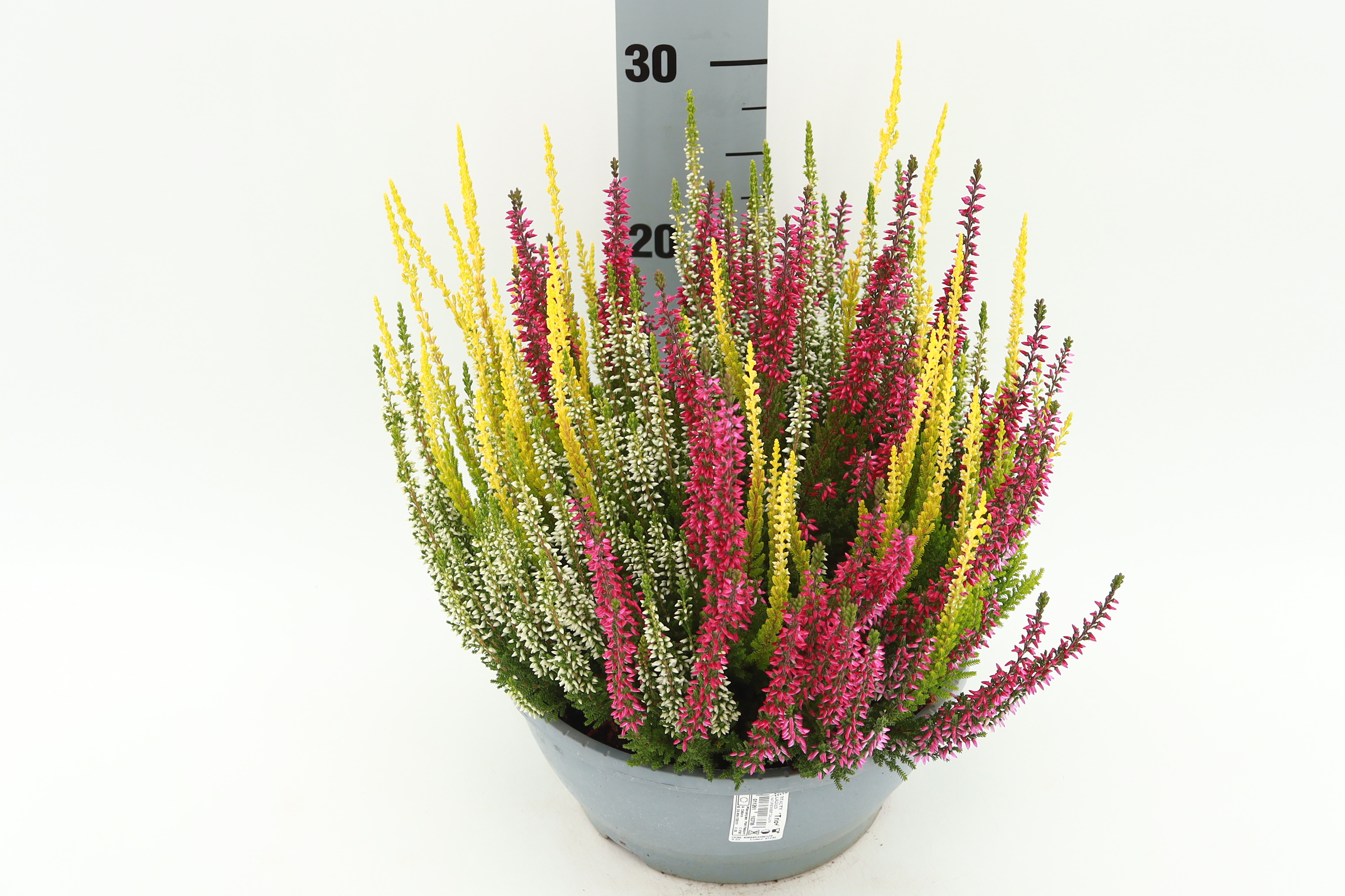 Calluna Vulgaris/Beitilyng Beauty Lady í 23cm potti
