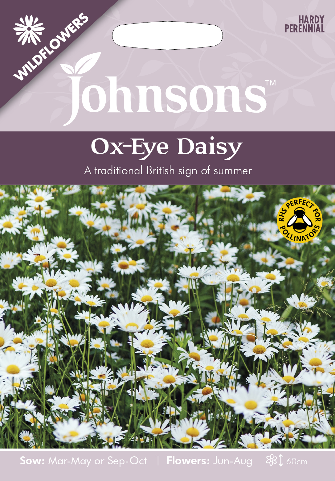 Fræ Ox-Eye Daisy Wildflower