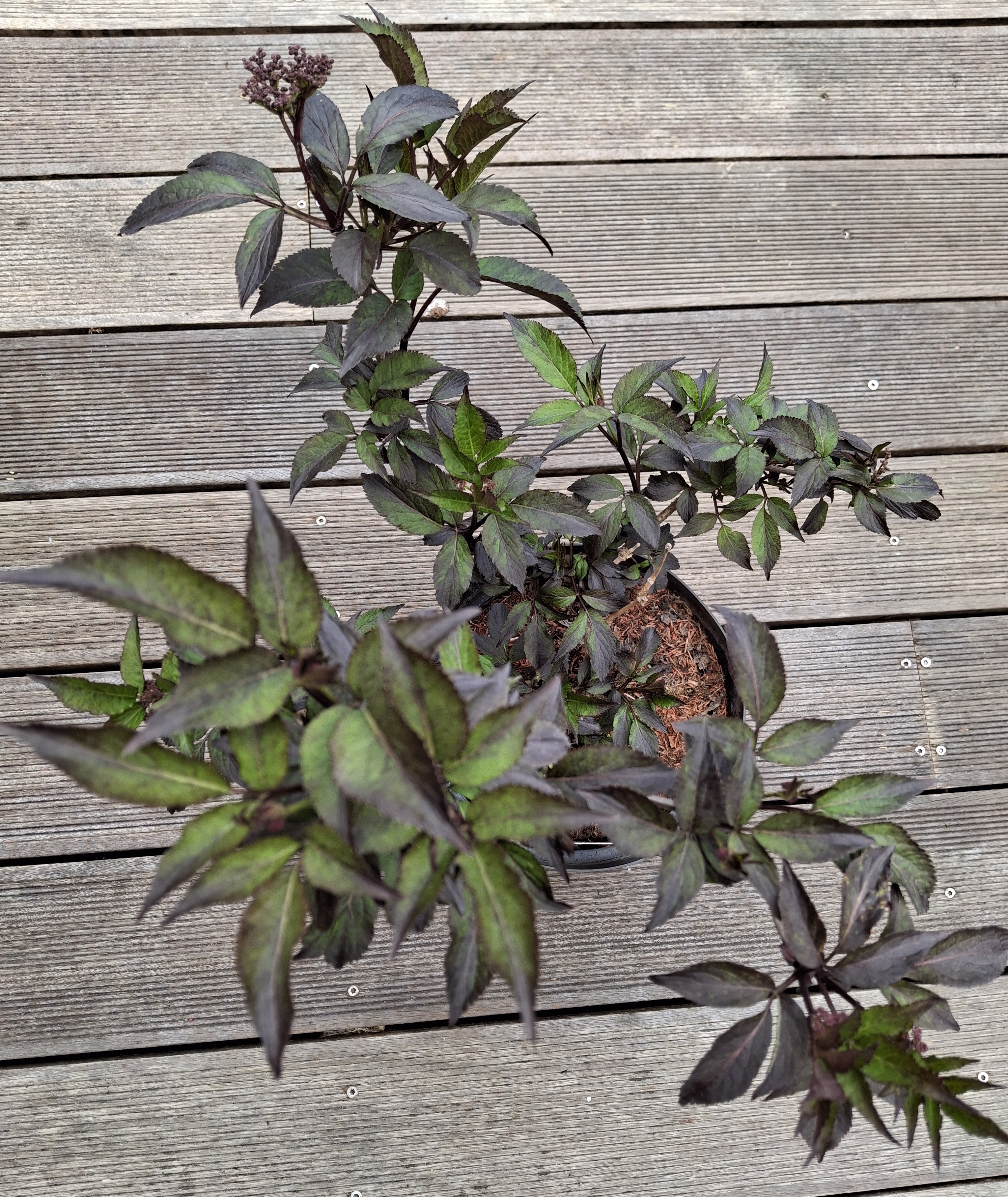 Sambucus nigra BLACK BEAUTY 'Gerda' P/Svartyllir í 5 ltr pt.