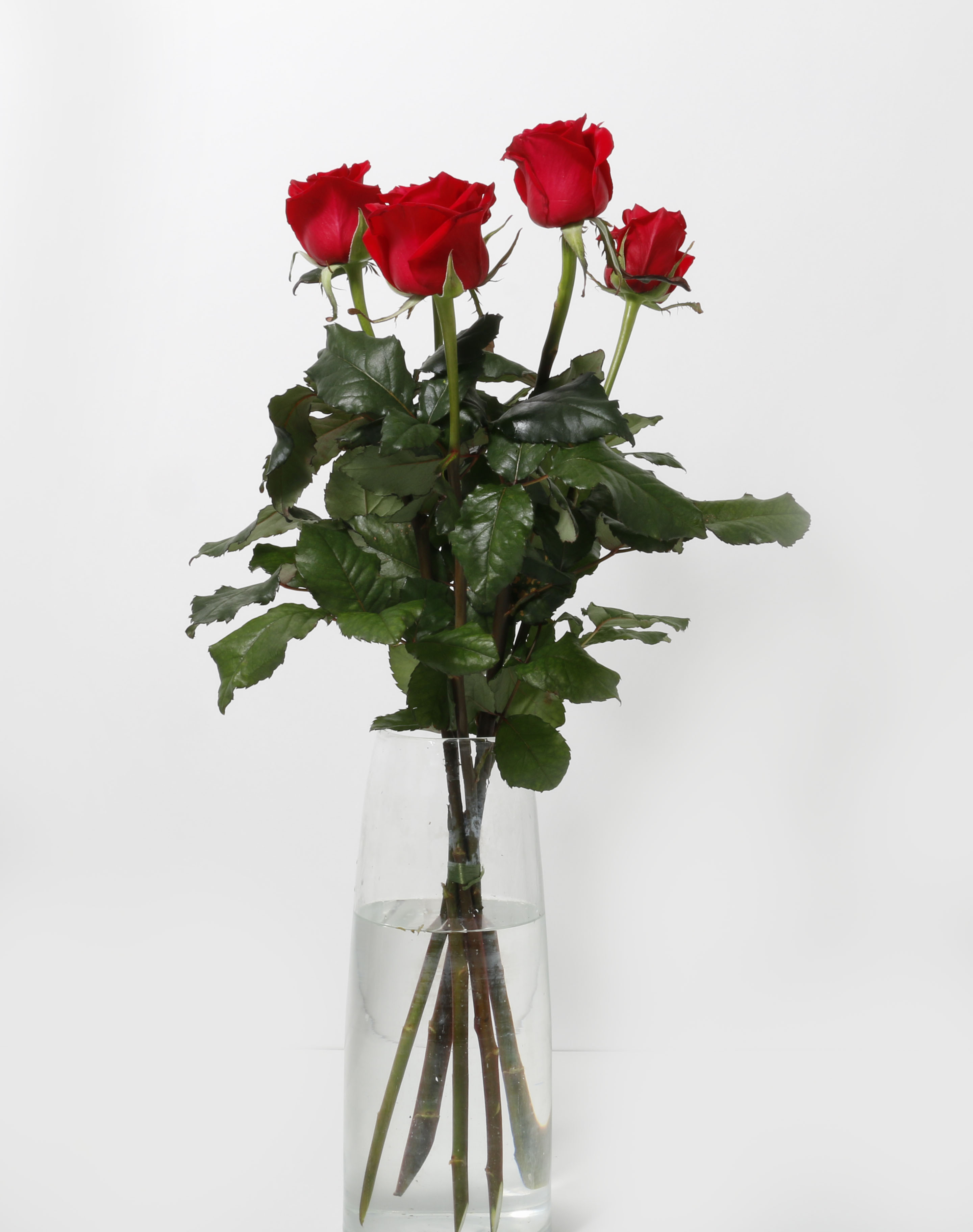 Rósir rauðar 60cm 5stk.