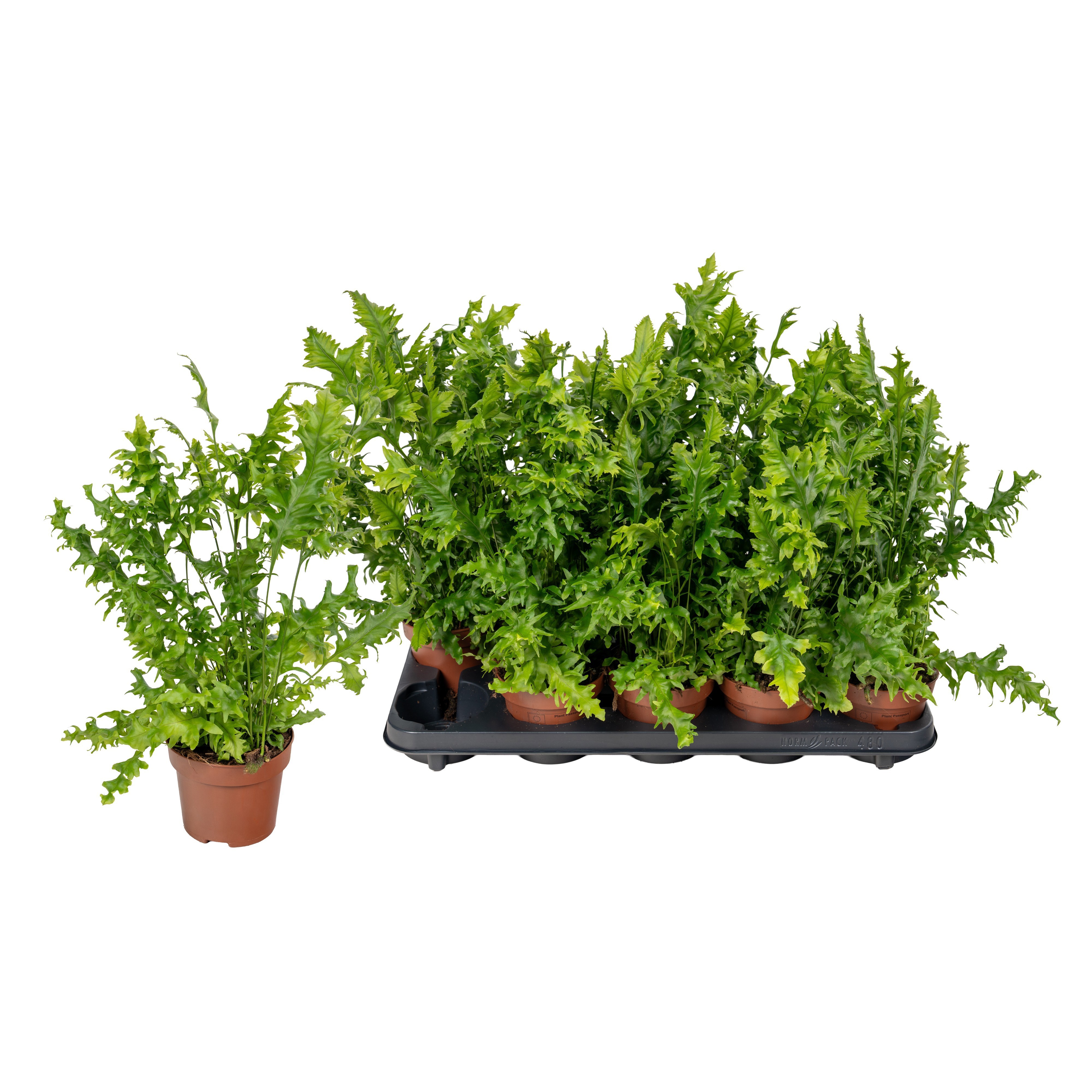 Phymatosorus scolopendria/Moskusburkni í 12cm potti