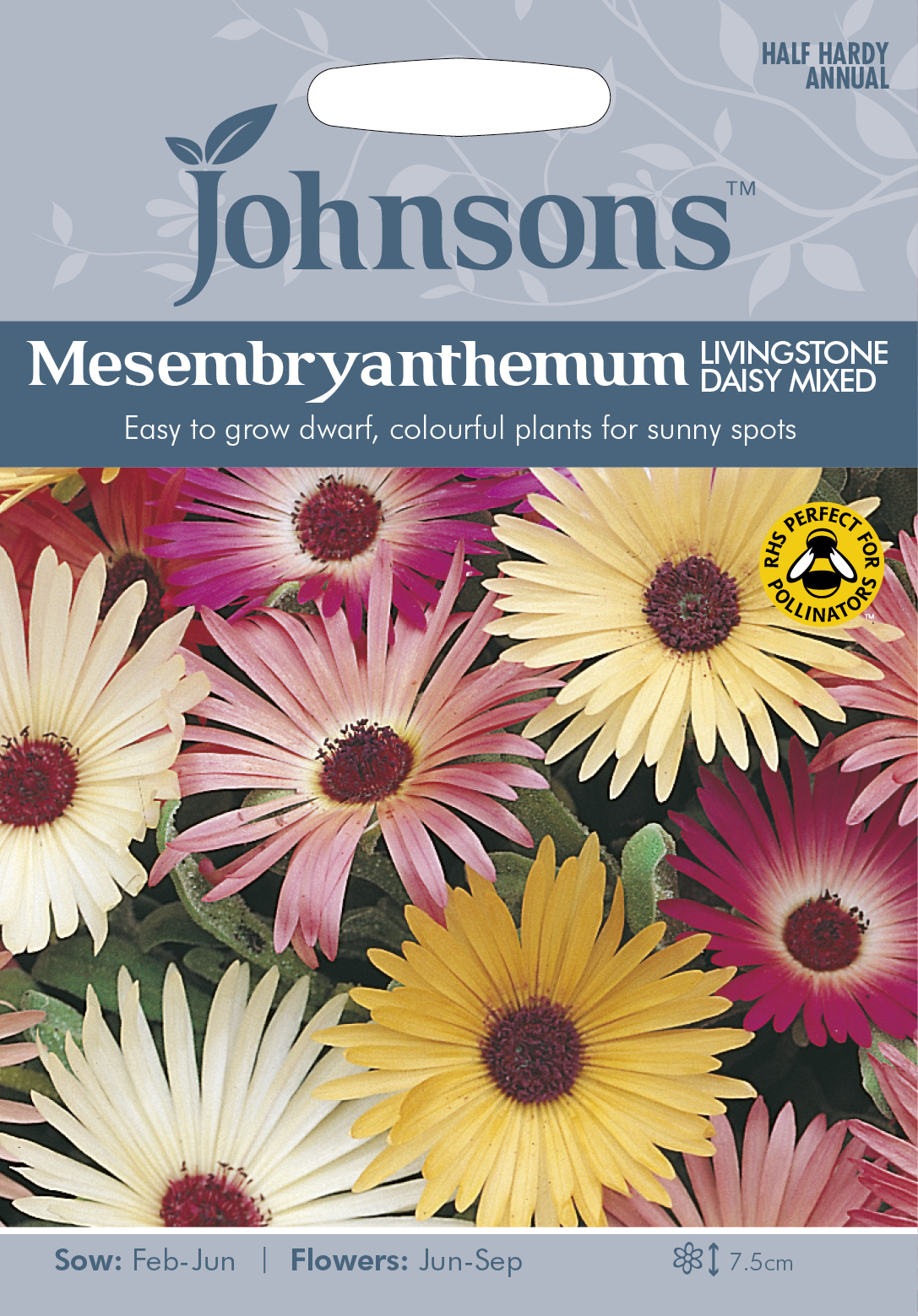 Fræ Mesembryanthemum Livingstone Daisy Mixed