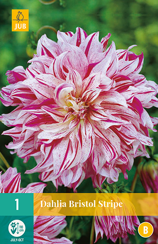 Dahlia Bristol Stripe 1stk.