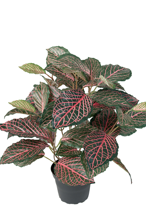 Gervi Taugaplanta/Fittonia í pt. 40cm