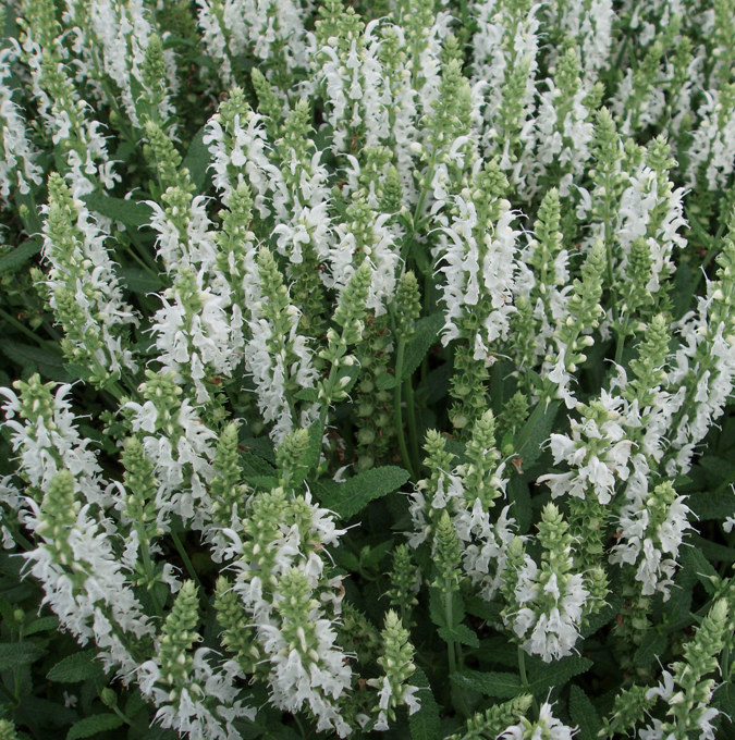 Salvia Nem./Skógarsalvía Schneehugel í 19cm potti