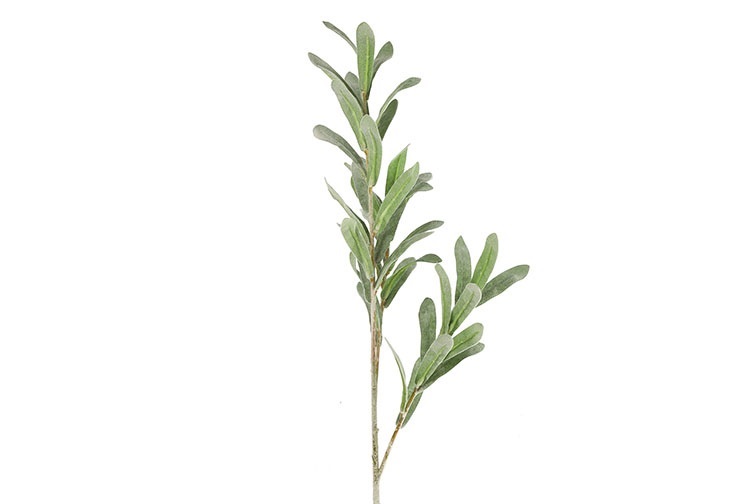 Gervi Viscum album 70cm