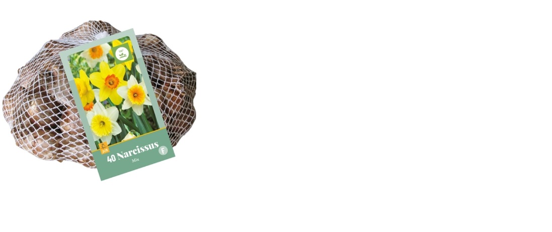 Narcissus large cupped mix