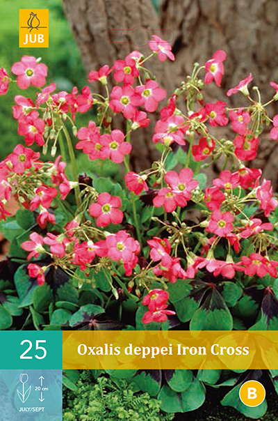 Oxalis Deppei Iron Cross 25stk.