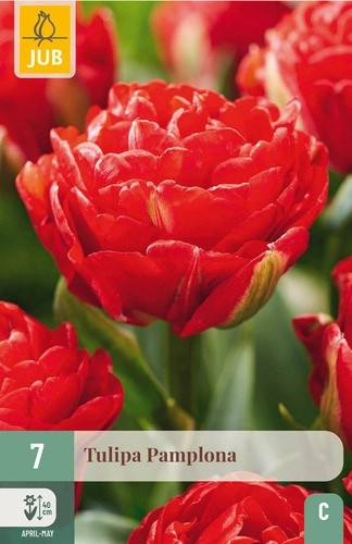 Tulipa Pamplona 7stk 11/12
