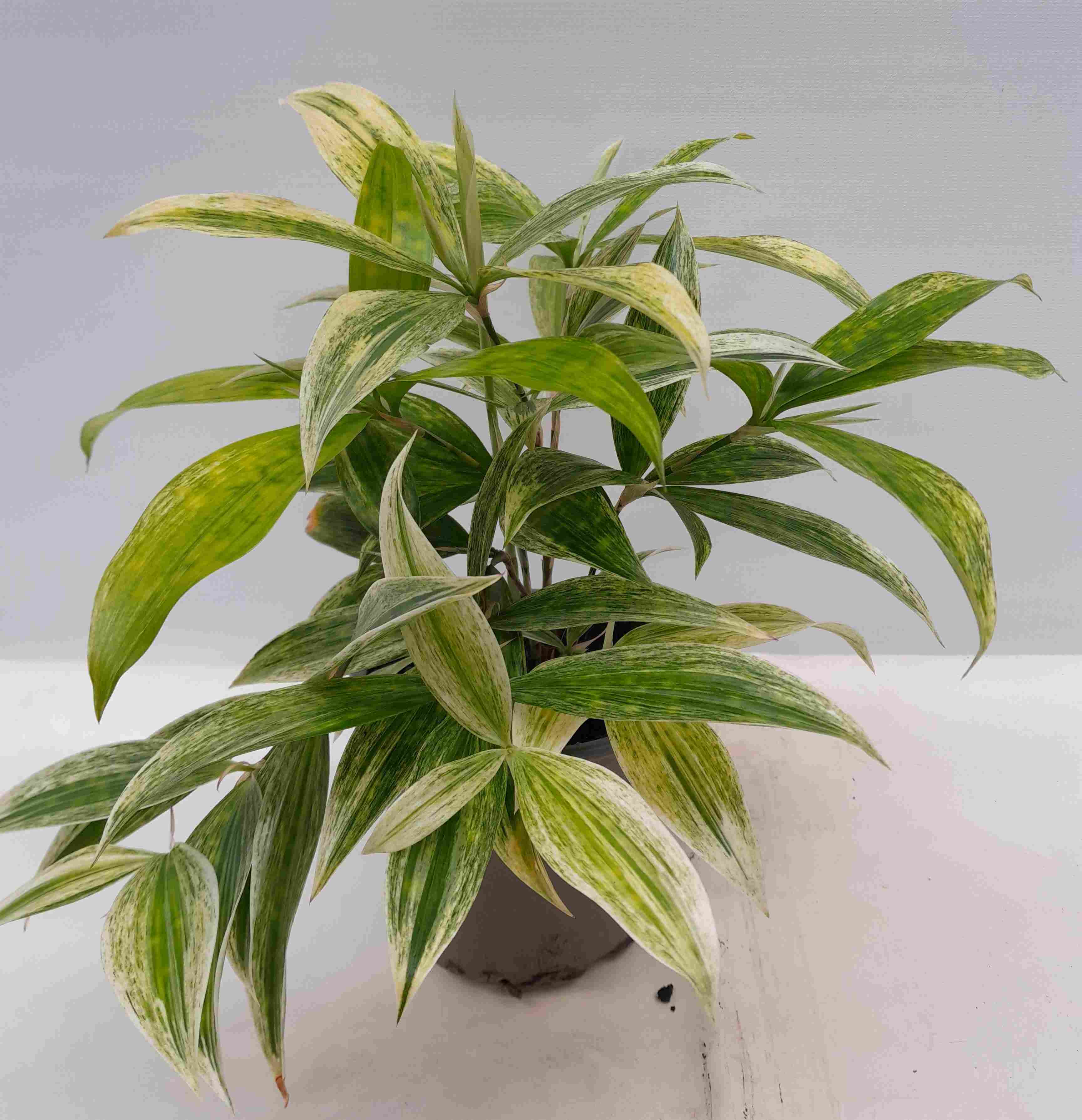 Dracaena Godseffiana/Runnadreki Silver í 12cm potti