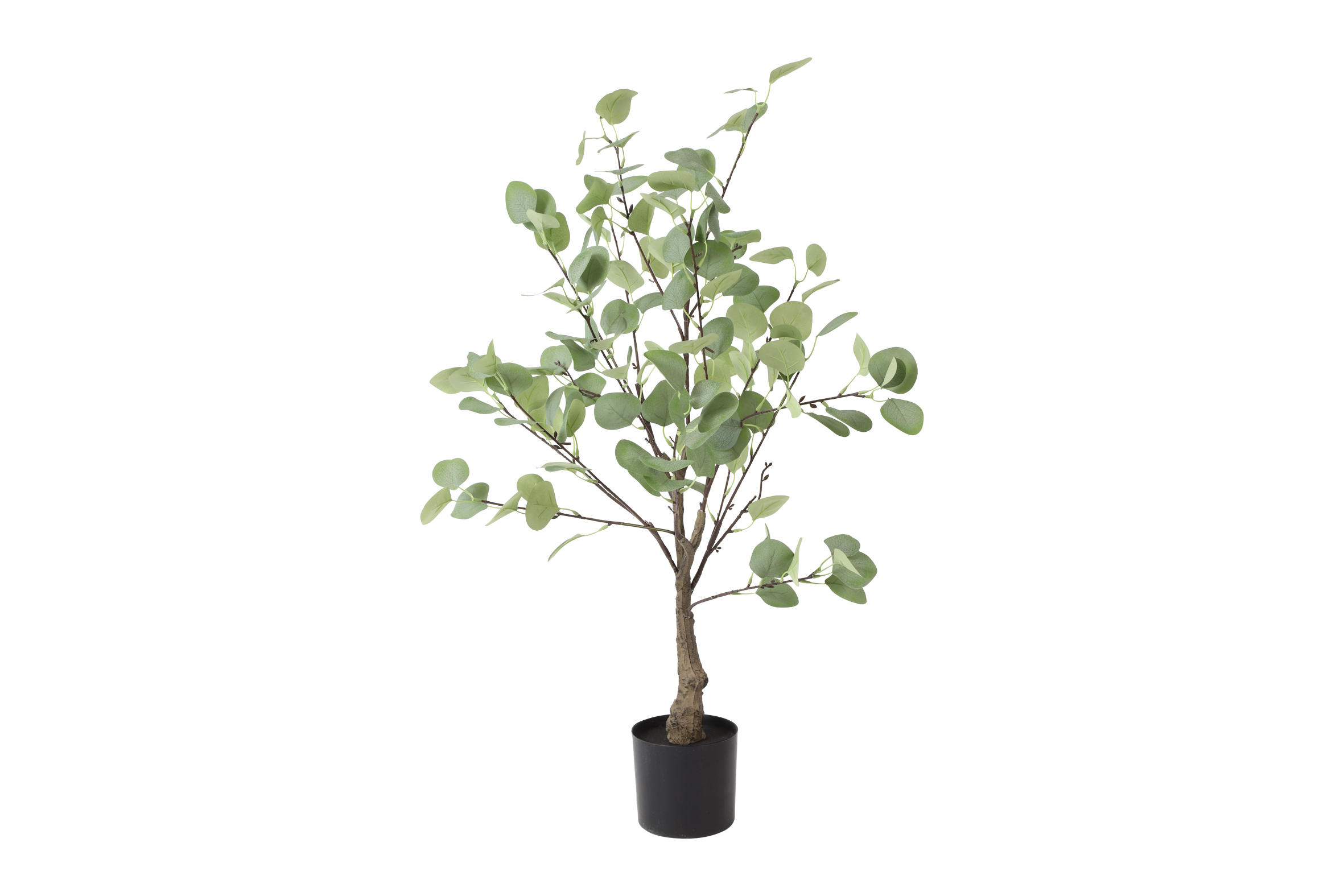 Gervi Eucalyptus planta 40*h90cm græn