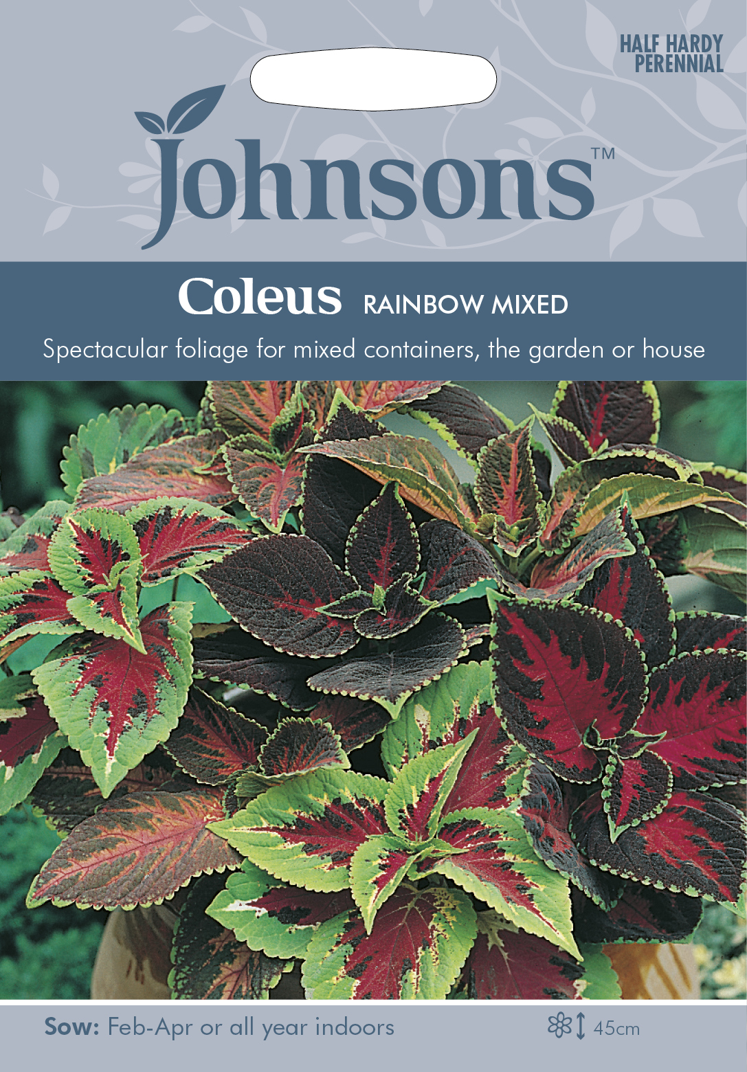 Fræ Coleus Rainbow Mixed