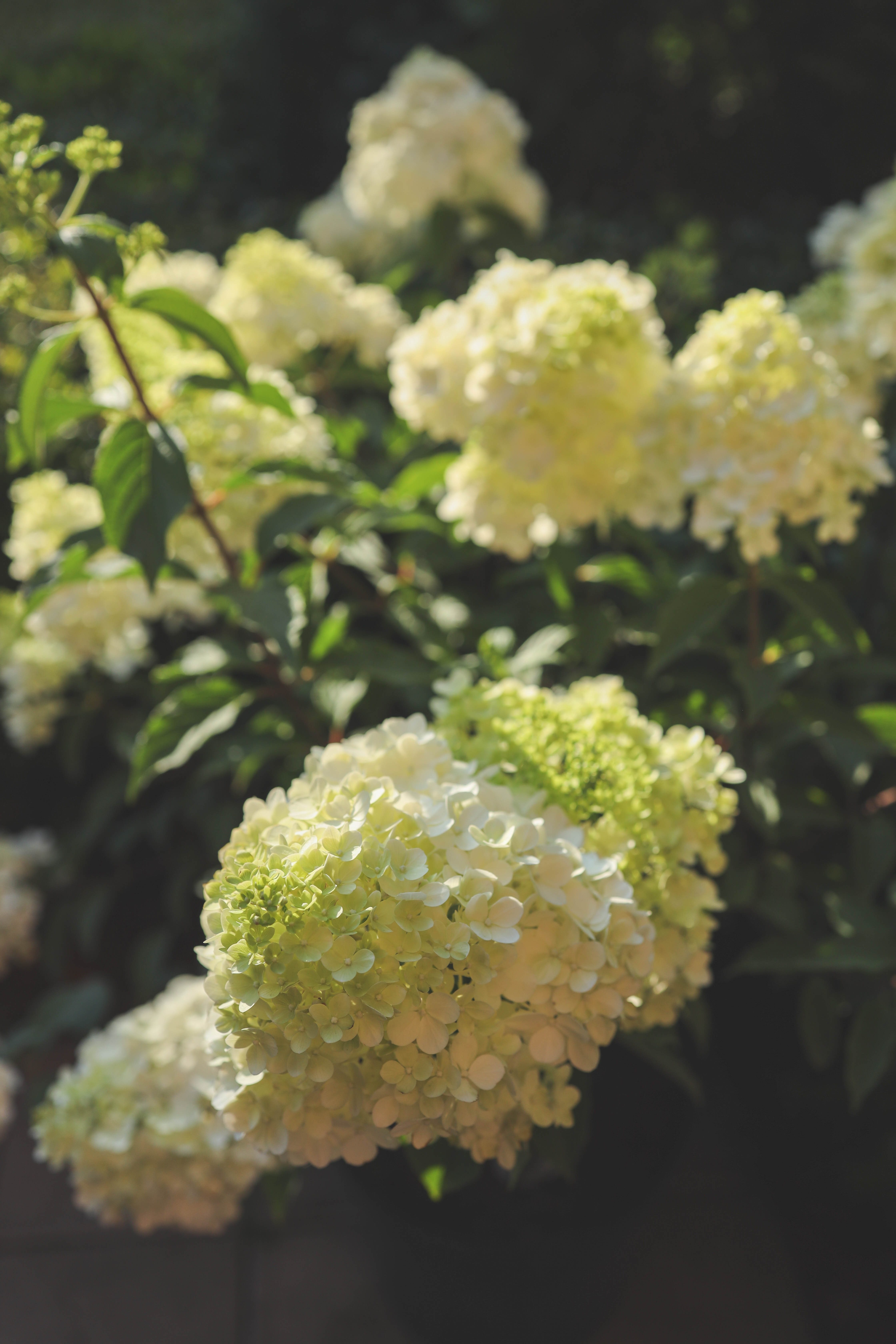 Hydrangea paniculata Limelight/Hortensía í 3 ltr. potti