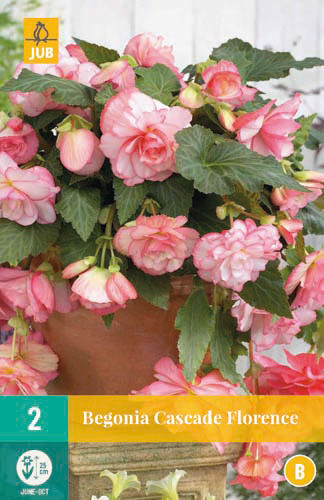 Begonia Cascade Florence 5/6 2stk