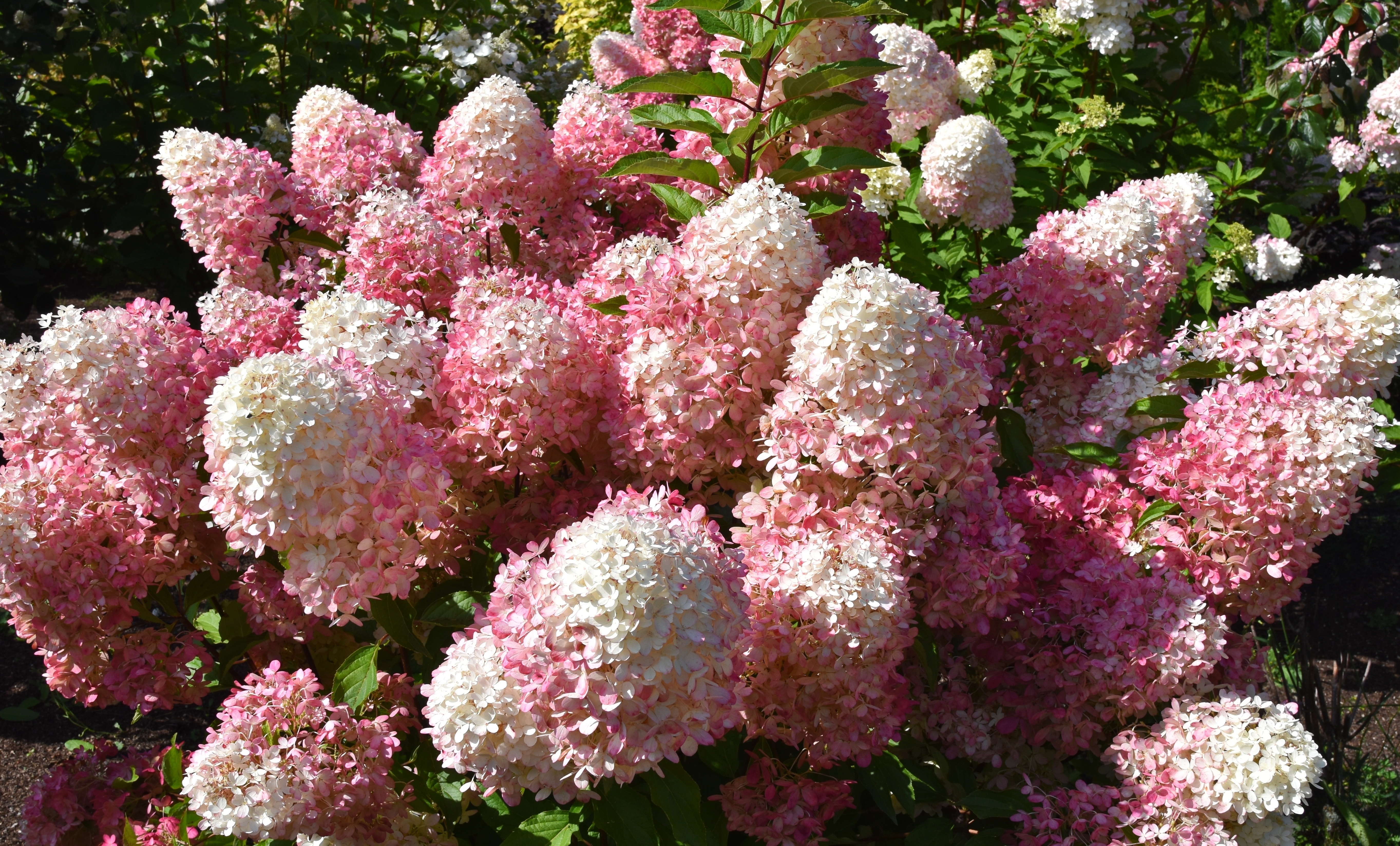 Hydrangea paniculata LIVING RASPBERRY PINK/Garðhind í 3ltr p