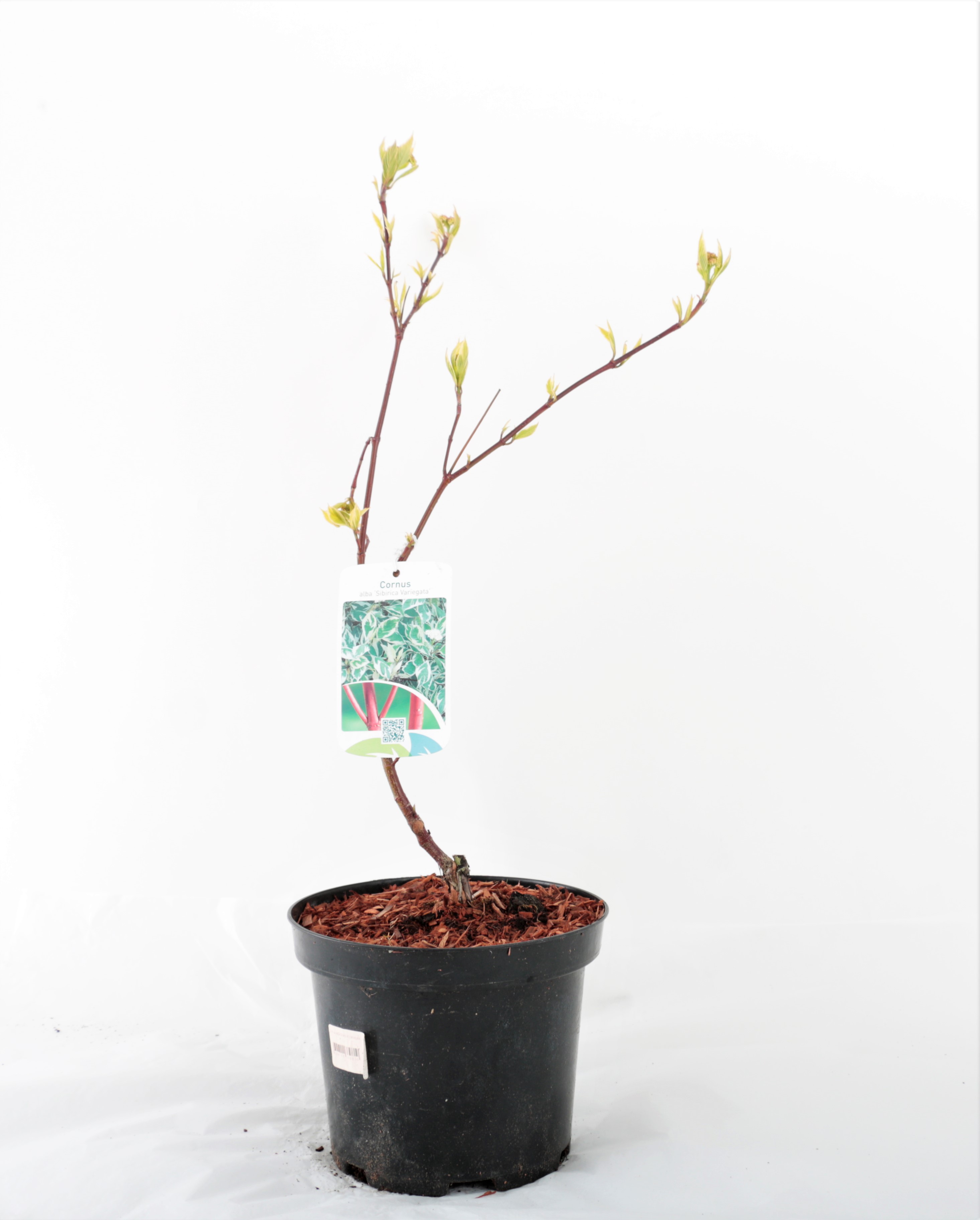 Cornus alba Sibirica Variegata/Mjallarhyrnir 40-60cm 3l. pt