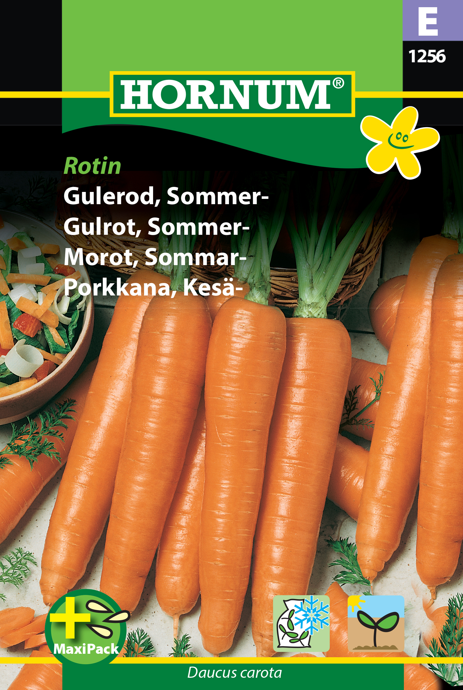 Fræ Gulrætur Daucus carota Rotin