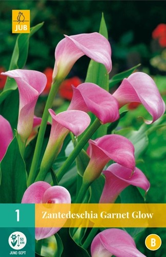 Zantedeschia Garnet glow 1stk 14/16