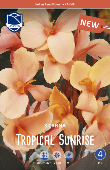 Canna Tropical Sunrise 3stk.