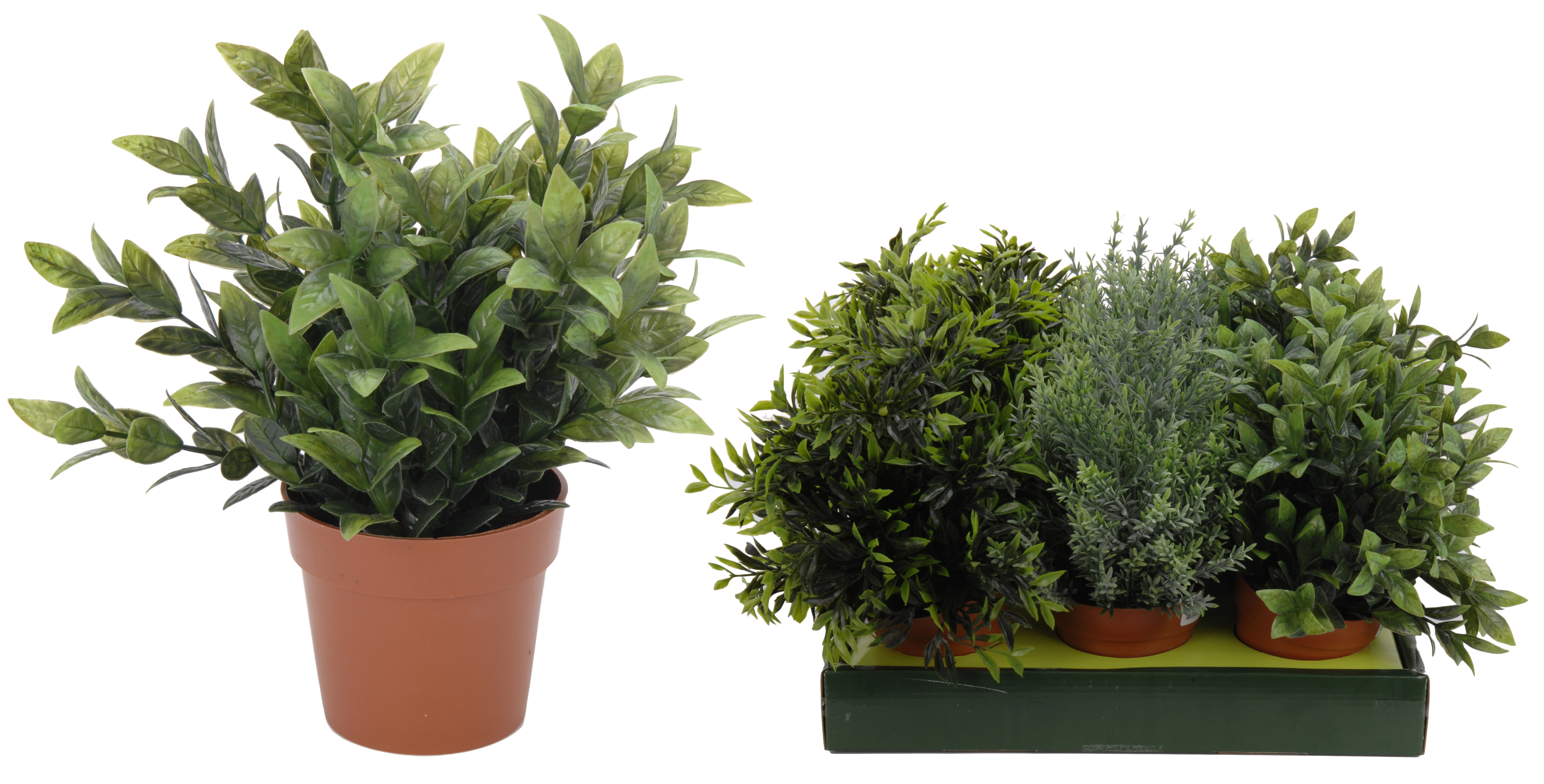 Gerviplanta í potti