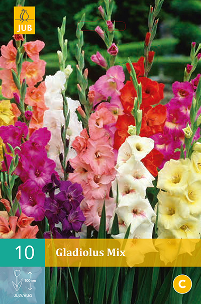 Gladiolus Mix 10stk.