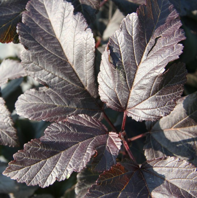 Physocarpus opu./Garðakvistill Diabolo í 22cm potti