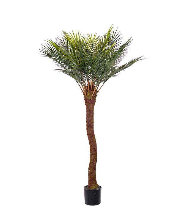 Gervi Cycas í potti 120cm grænt