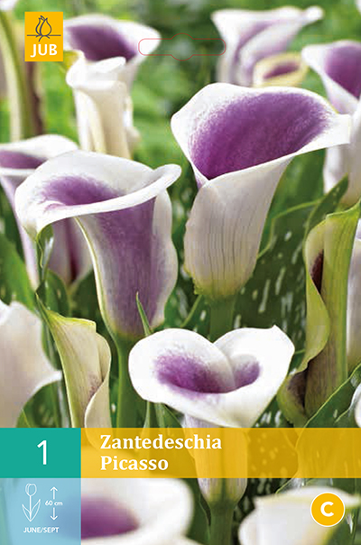 Zantedeschia Picasso