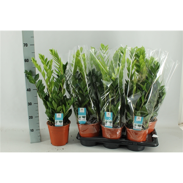 Zamioculcas Zamiifolia/Sómakólfur í 17cm pt.