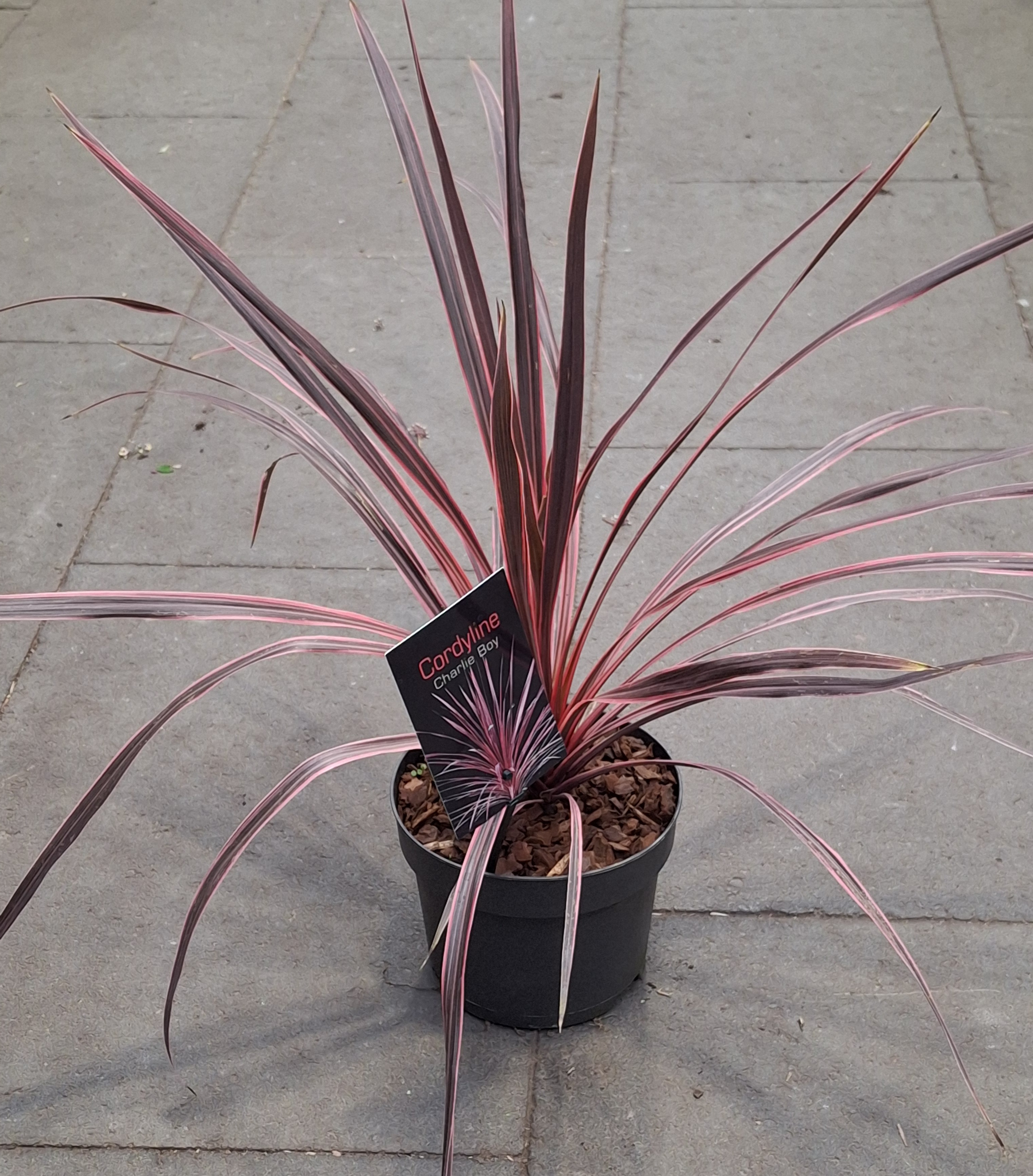 Cordyline australis Charlie boy/Drekakylfurót 25-30cm í 2ltr