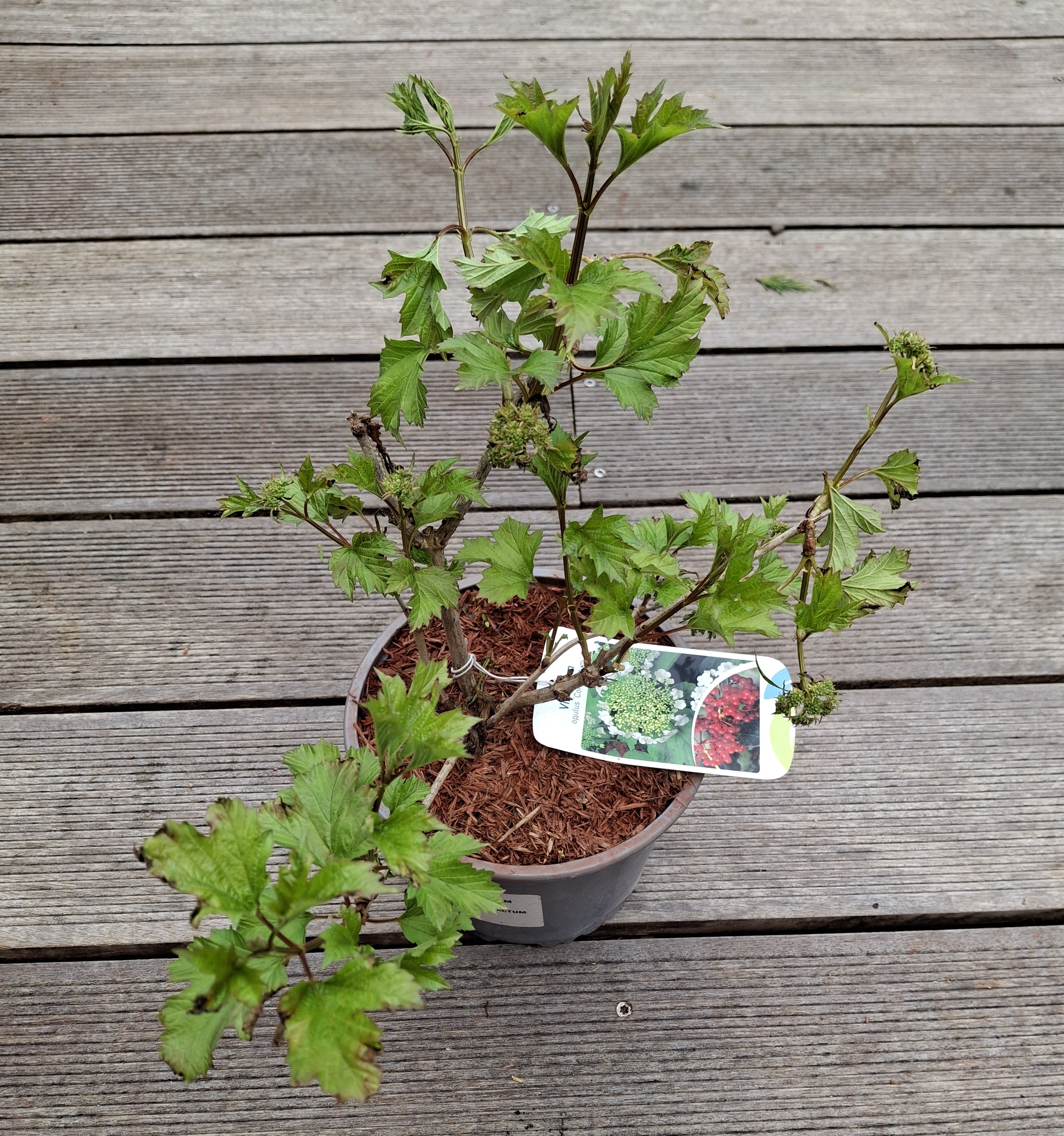 Viburnum Opulus 'Roseum'/Snjókúluviður
