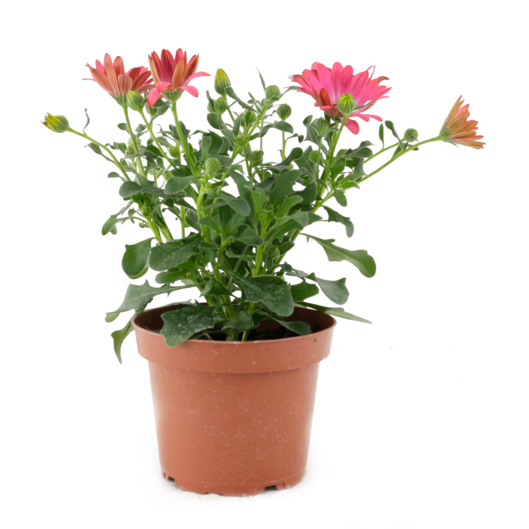 Osteospermum x Hybridum / Sólboði, 13cm pt.